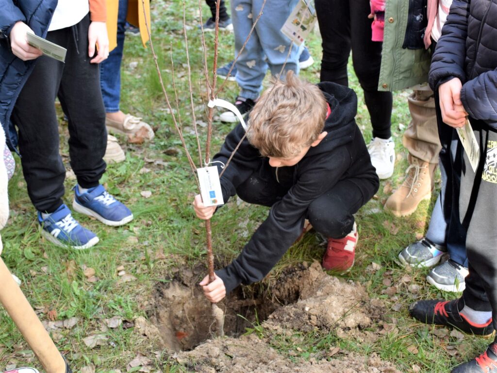 Chłopieć sadzący drzewo