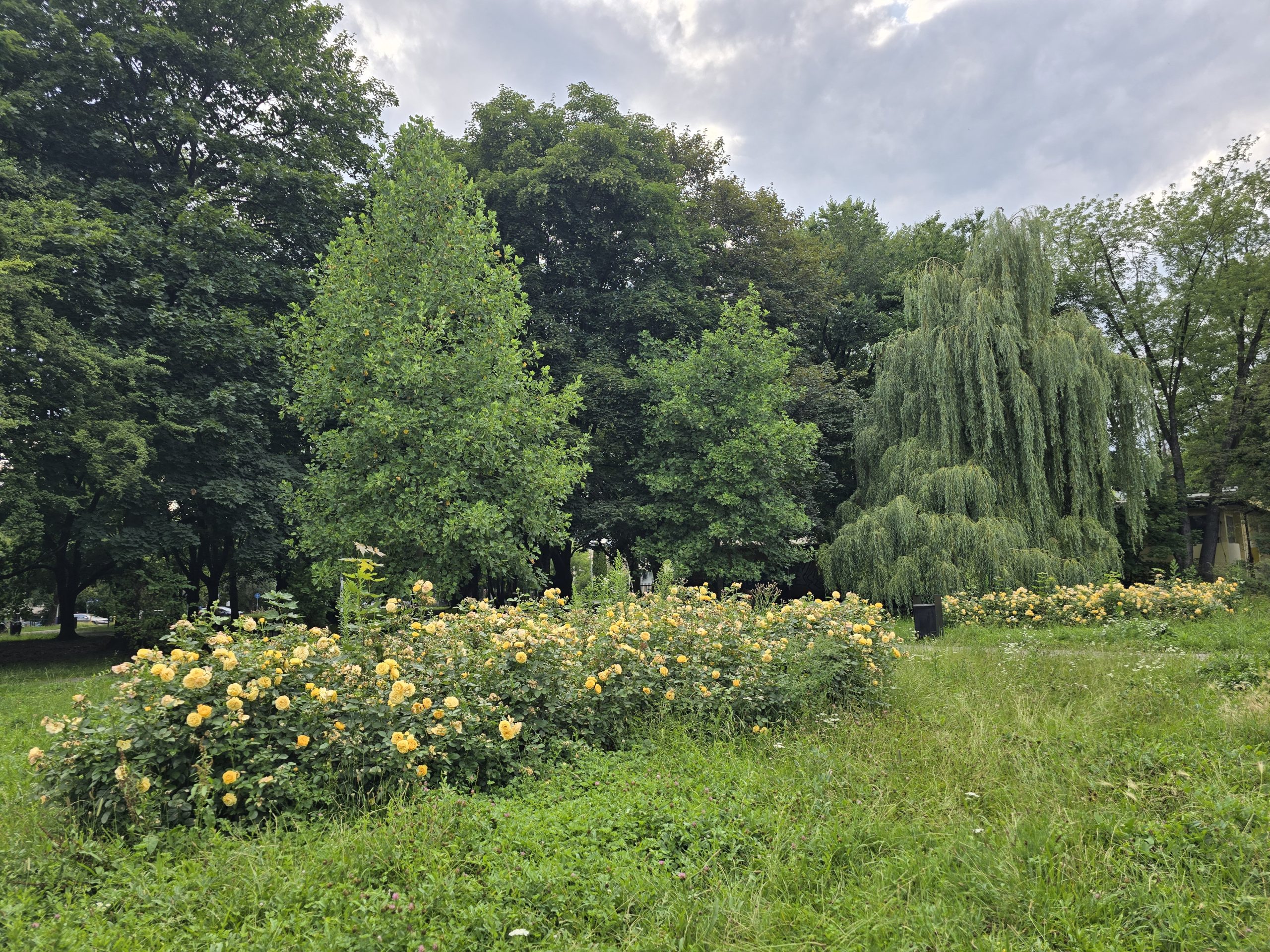 przykłady działań adaptacyjnych 