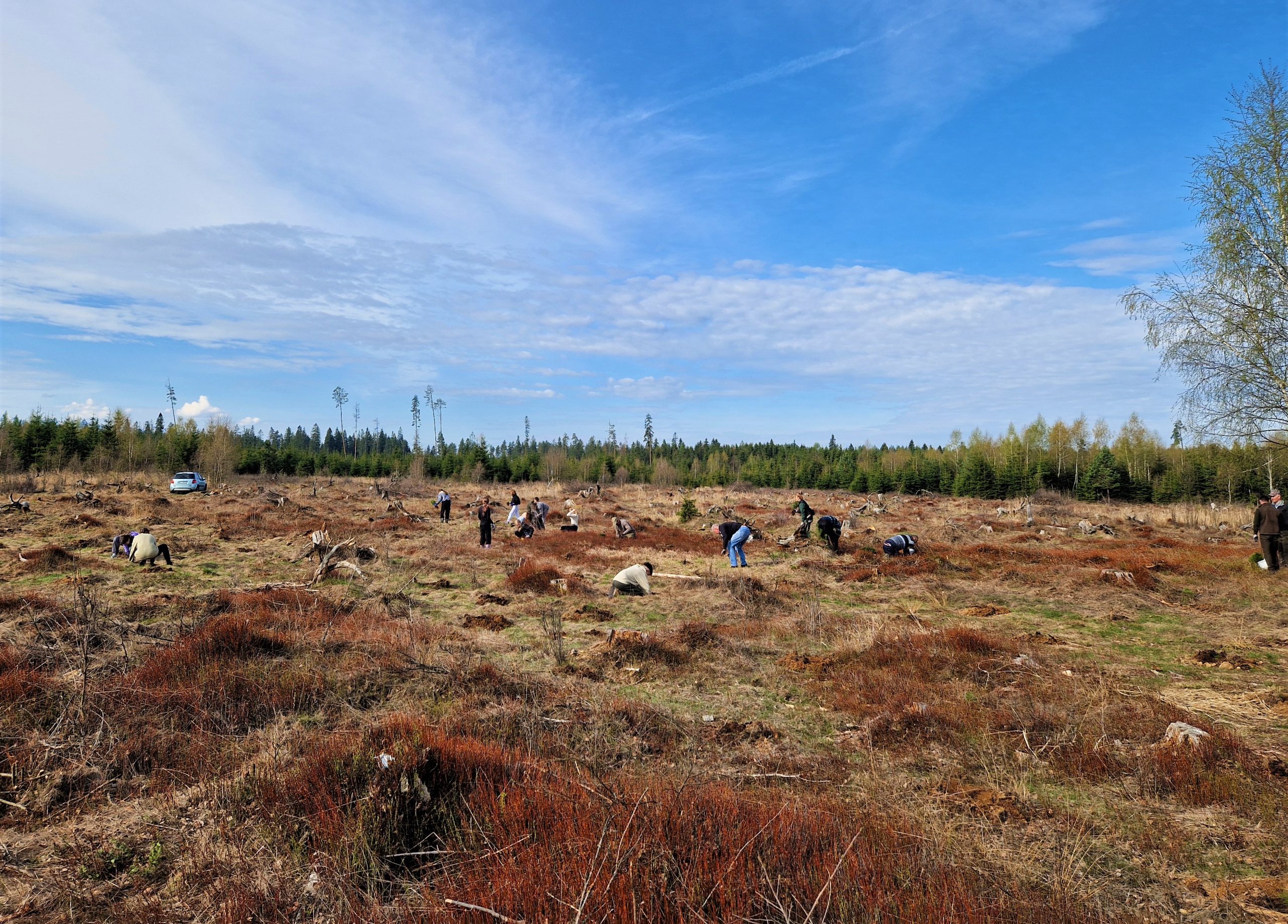 Grupa sadzi drzewa w oddali
