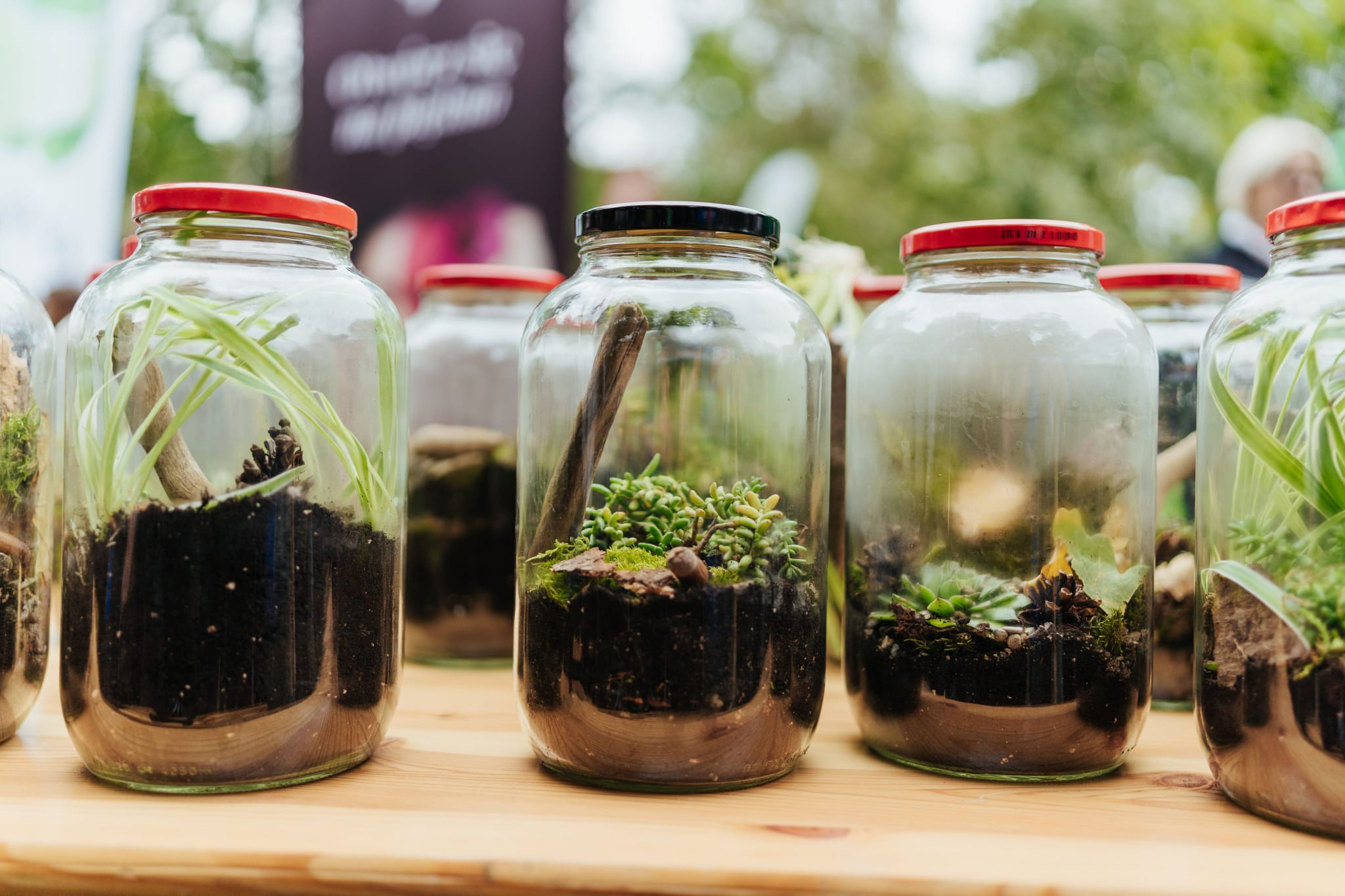 Konkurs Las w słoiku