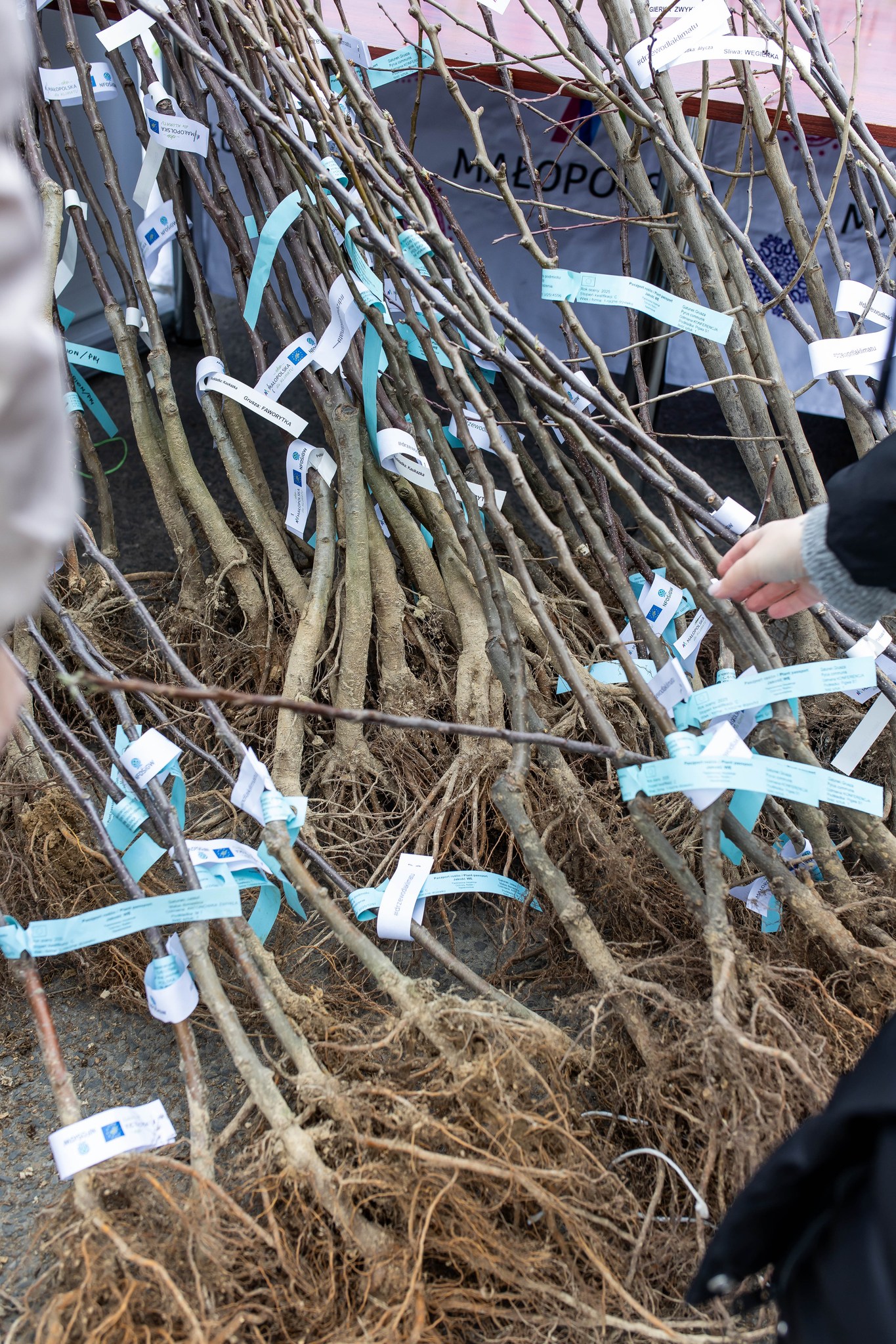 Wiązka drzewek do posadzenia